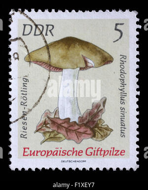 Gedruckt in DDR Stempel zeigt Bild des Entoloma Sinuatum, aus der Serie europäischer Giftpilze, ca. 1974 Stockfoto