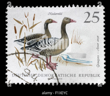 Gedruckt in DDR Stempel zeigt Bild von einem Graylag Gänse, Serie, ca. 1968 Stockfoto