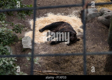 Draufsicht auf ein Braunbär, liegend im Zoo von Skansen in Stockholm, Schweden, Europa Stockfoto