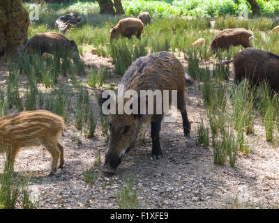 Wildschweine (Sus Scrofa) Stockfoto