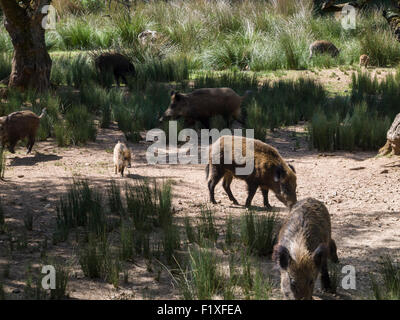 Wildschweine (Sus Scrofa) Stockfoto