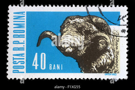 Briefmarke gedruckt in Rumänien zeigt Schafe mit der Aufschrift "Rasa Merinos" aus der Serie "Haustier", ca. 1962 Stockfoto