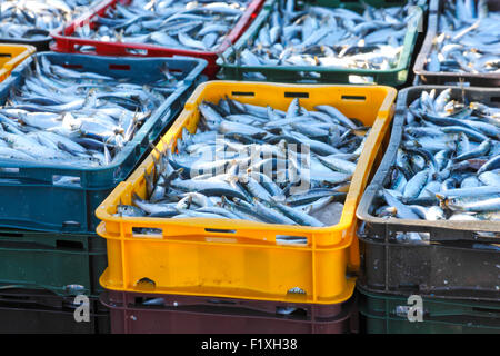 Sardine in Kisten für den Transport vorbereitet Stockfoto