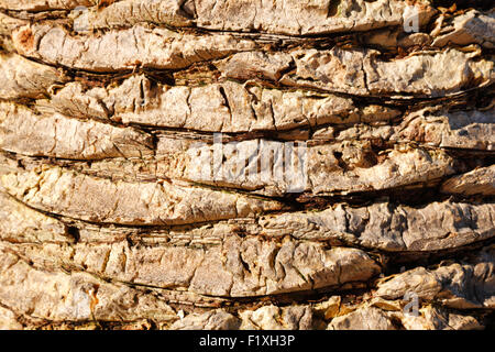 Rinde der Palme hautnah Stockfoto