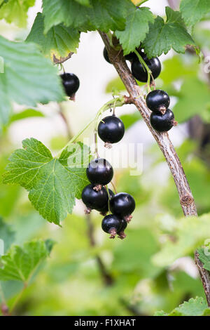 Ribes Nigrum. Schwarze Johannisbeere Früchte auf einem Busch. England Stockfoto