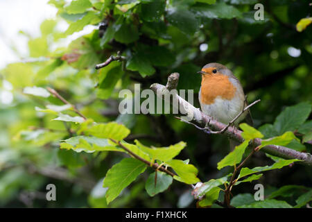 Erithacus Rubecula. Robin in einer Buche-Hecke in einen englischen Garten Stockfoto