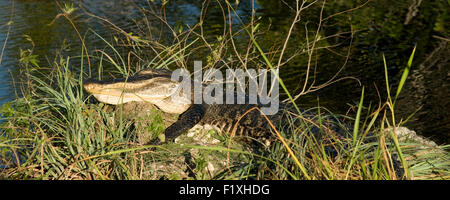 Ein Alligator in Florida Everglades Park schlafen. Stockfoto