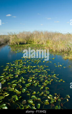 Malerische Aussicht auf Wasser und Pflanzen im Nationalpark Everglades, Miami, Florida, Vereinigte Staaten von Amerika Stockfoto