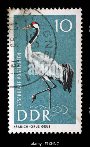 Gedruckt in DDR Stempel zeigt Kranich Grus Grus, Schutz der einheimischen Vögel, ca. 1967 Stockfoto