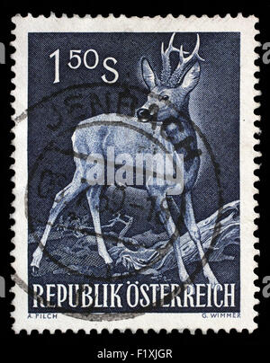 Briefmarke gedruckt in Österreich zeigt Rehbock, Rehe, Capreolus Capreolus, Wildtier, ca. 1959 Stockfoto