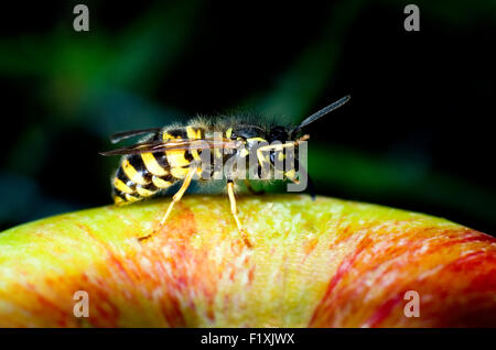 Gemeinsamen Wespe (Vespula Vulgaris) an einem Apfel (Malus Domestica). Stockfoto