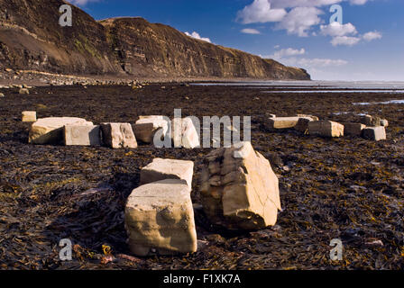 Kalkstein-Felsen auf dem Seegras bedeckt Vorsprünge im Kimmeridge bei Ebbe auf Dorset Jurassic Coast, England UK Stockfoto