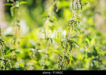 Brennesseln in der wilden Natur mit Sonnenschein Stockfoto