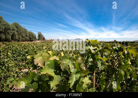 Weingut Concha Y Toro, Chile Stockfoto