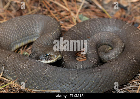 Defensive östlichen Hognose Schlange - Heterodon platyrhinos Stockfoto