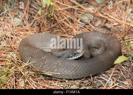 Graue östlichen Hognose Schlange - Heterodon platyrhinos Stockfoto