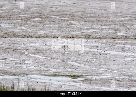 Ein einzelnes Brachvogel auf das Wattenmeer bei Ebbe an Leigh on Sea, Essex ausgesetzt Stockfoto