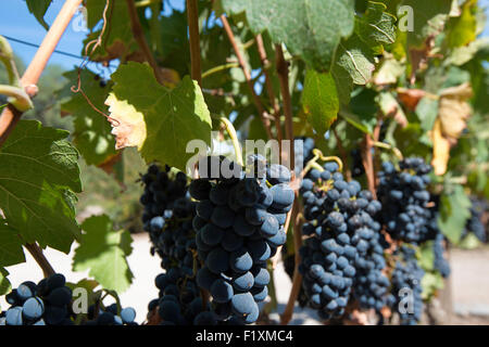 Weingut Concha Y Toro, Chile Stockfoto