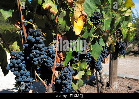 Weingut Concha Y Toro, Chile Stockfoto