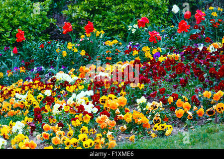 Blühende hypochondrischen Viola Tricolor Blumen und roten Tulpen im Frühling Blumenbeet. Stockfoto