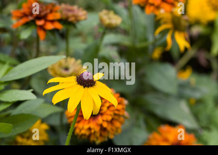 Rudbeckia Blumen wachsen in einer krautigen Grenze. Stockfoto