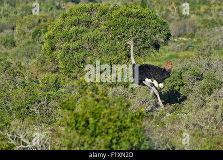 Südafrika, De Hoop Nature Reserve, männliche Strauß Struthio camelus Stockfoto