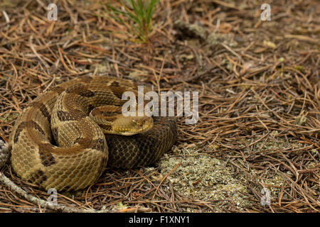 Junge Holz Rattlesnake - Crotalus horridus Stockfoto