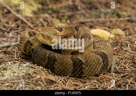 Junge Holz Rattlesnake - Crotalus horridus Stockfoto