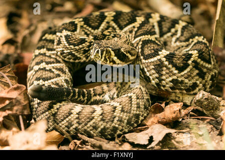 Großen männlichen eastern Diamondback Rattlesnake - Crotalus adamanteus Stockfoto