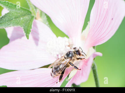 Bee Pollen auf eine Blume rosa Malva voller Stockfoto