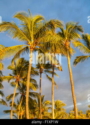 Goldenes Licht auf Palmen am Anaehoomalu Beach auf der Big Island von Hawaii Stockfoto