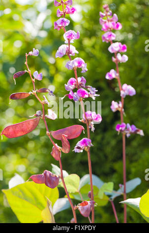 Hyacinth Bean Blumen (Lablab Purpureus) Stockfoto