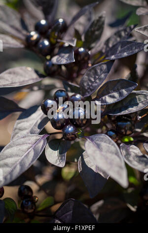 Black Pearl Chili-Pfeffer-Pflanze im Garten (Capsicum Annuum) - USA Stockfoto