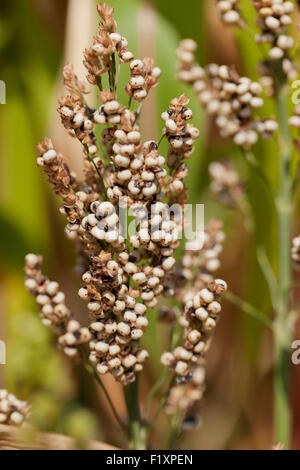 Reife Körner auf Sorghum Futterpflanze - USA Stockfoto