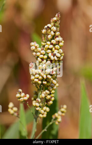 Reife Körner auf Sorghum Futterpflanze - USA Stockfoto