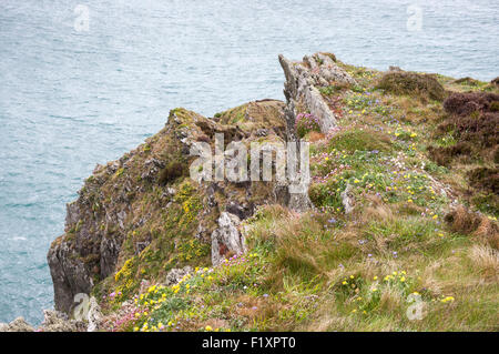 Frühling Wildblumen auf Klippen im Norden Pembrokeshire, Wales. Stockfoto