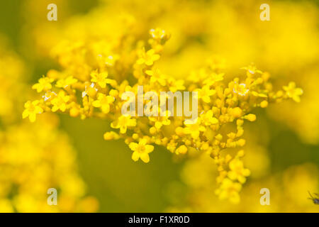 Patrinia Scabiosifolia Blumen Stockfoto