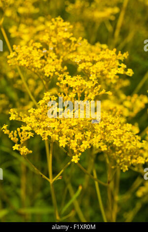 Patrinia Scabiosifolia Blumen Stockfoto