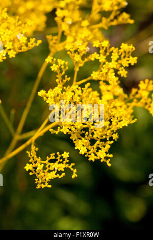 Patrinia Scabiosifolia Blumen Stockfoto