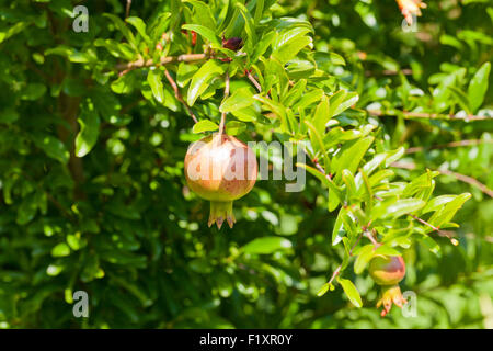 Zwerggranatapfelfrüchte auf Baum (Punica granatum Nana) - USA Stockfoto