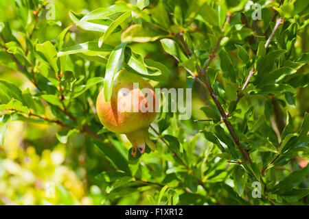 Zwerggranatapfelfrüchte auf Baum (Punica granatum Nana) - USA Stockfoto