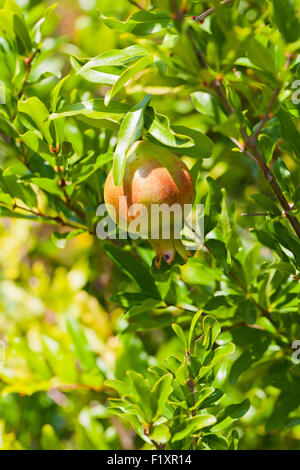 Zwerggranatapfelfrüchte auf Baum (Punica granatum Nana) - USA Stockfoto