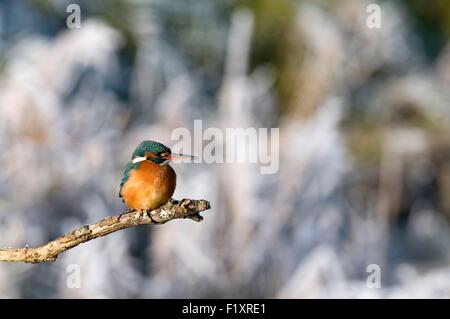 Eisvogel (Alcedo Atthis), im winter Stockfoto