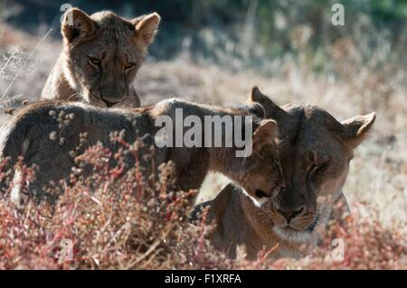 Botswana, Mashatu Wildreservat, Löwe (Panthera Leo) Stockfoto