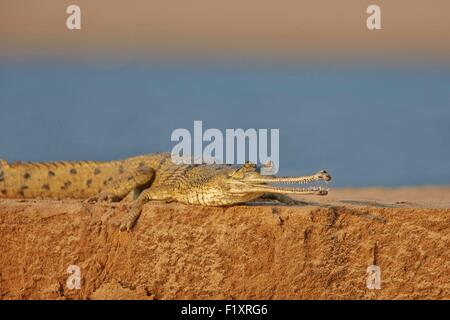 Indien, Bundesstaat Uttar Pradesh, Chambal River, Gangesgavial (Gavialis Gangeticus), auf dem Sand des Flusses Stockfoto