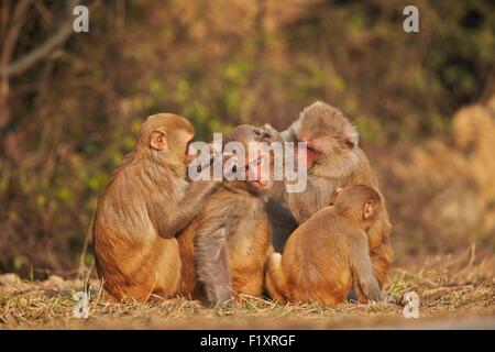 Indien, Rajasthan Zustand, Bharatpur, Keoladeo Nationalpark, Rhesus-Makaken (Macaca Mulatta), Pflege Stockfoto