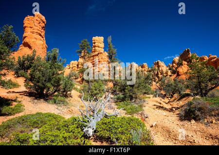 USA, Utah, Zion National Park road Stockfoto