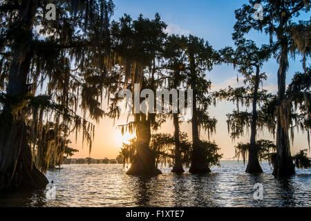 USA, Louisiana, spanischem Moos (Tillandsia Usneoides) auf Cypress Bayou Lake Fausse Pointe Stockfoto