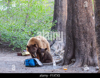 Black Bear und Cub von Picknick-Goodies und Fischen-Versorgungsmaterialien in der Nähe von Lake Mamie im Mammoth Lakes Becken in Nordkalifornien Stockfoto