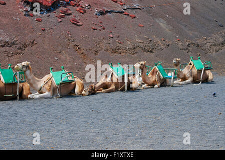 Kamelreiten auf dem Vulkan sind ohne Zweifel eine der klassischen Aspekte von Lanzarote Stockfoto